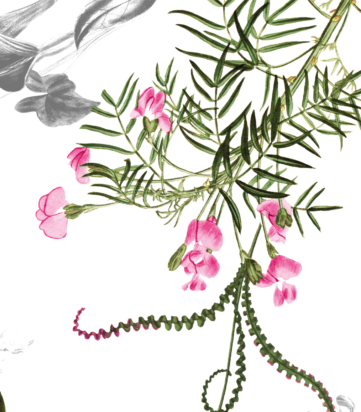 Tapeta Beautiful Blossom