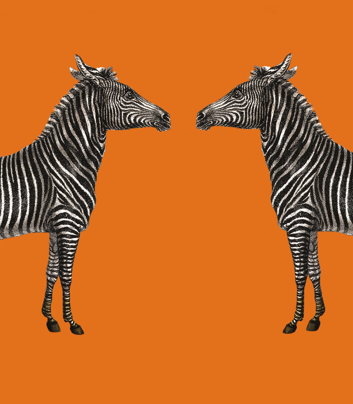 Tapeta Zebra - Wallcolors®