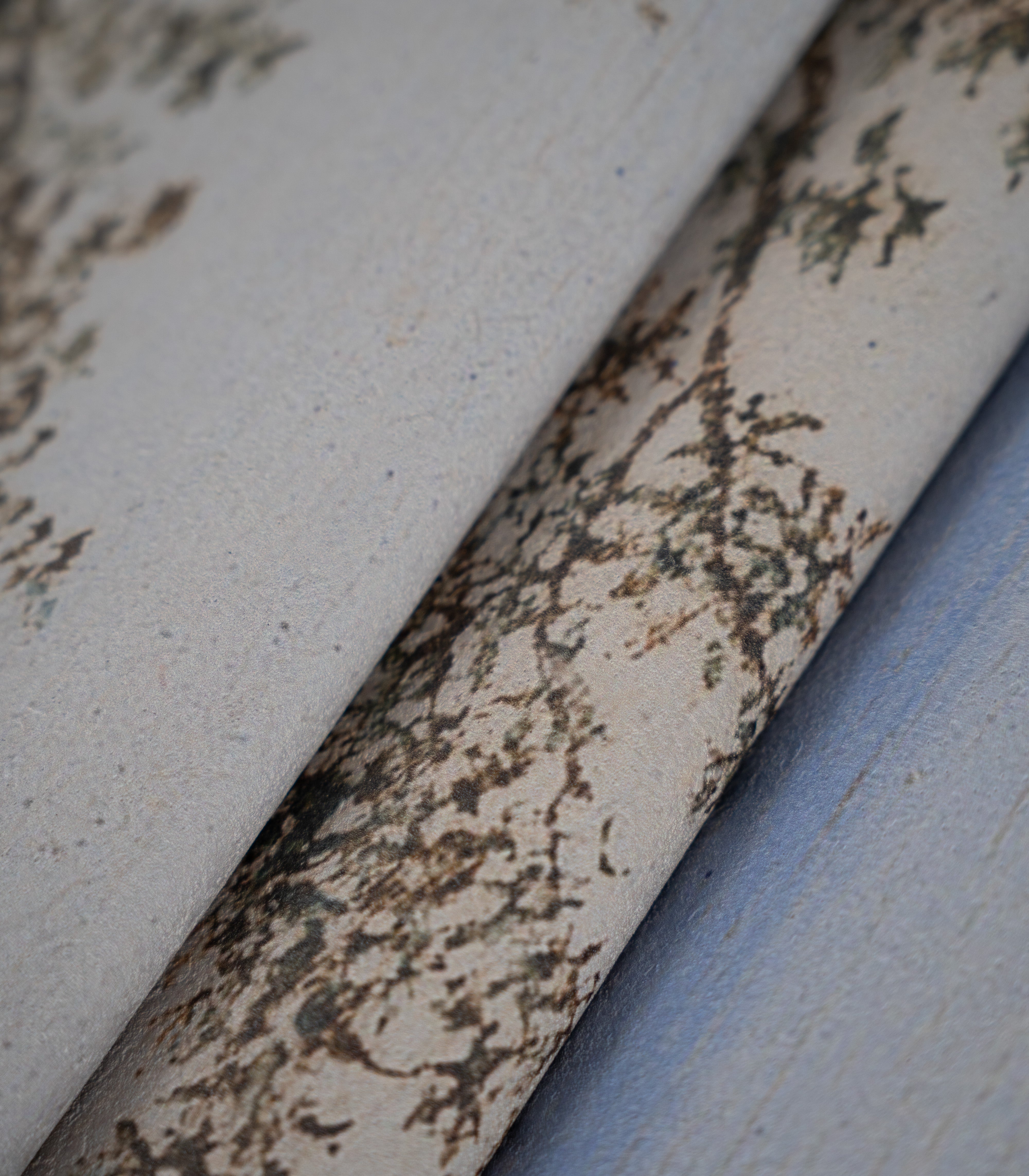 Papel pintado Evening Grove